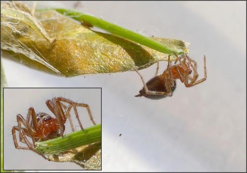 Agelena_sl sp.