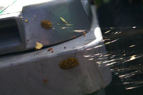 Araneus diadematus