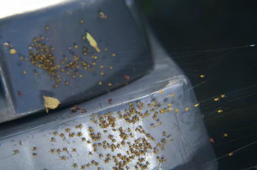 Araneus diadematus