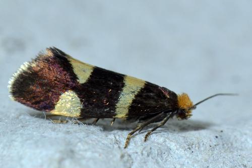 Lampronia capitella