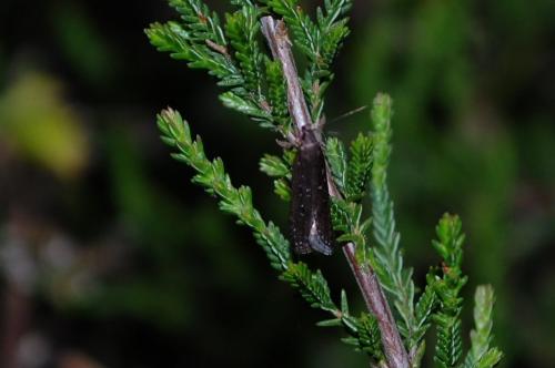 Réf. 119 233 : Neofaculta ericetella