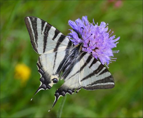 Réf. 119 717 : Iphiclides podalirius