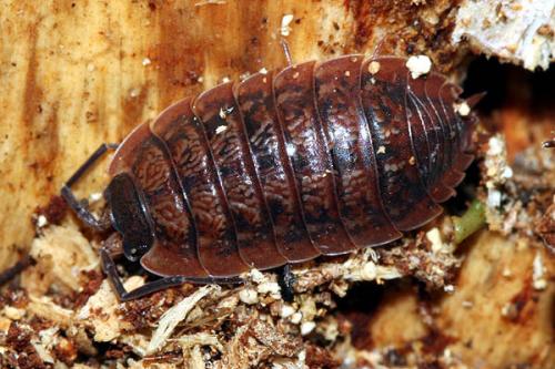 Porcellio montanus