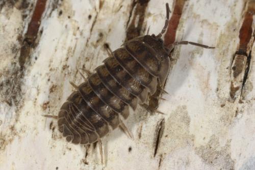 Réf. 119 540 : Armadillidium nasatum