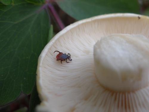 Ixodes sp.