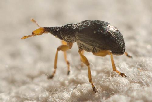 Réf. 119 880 : Pseudapion sp.