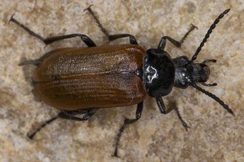 Réf. 119 223 : Omophlus lepturoides