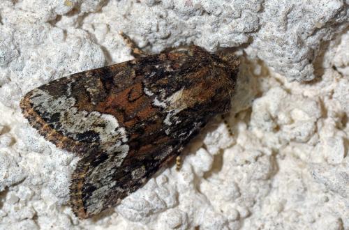 Réf. 119 337 : Oligia sp.