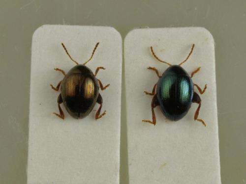 Apteropeda orbiculata