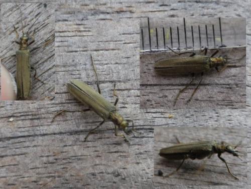 Oedemera sp.