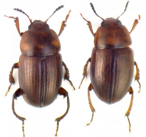 Leiodes cinnamomea