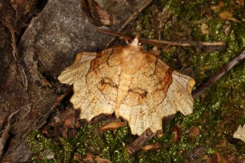Réf. 119 140 : Selenia lunularia