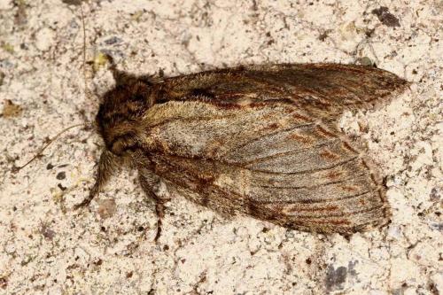 Peridea anceps