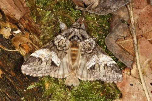 Drymonia dodonaea