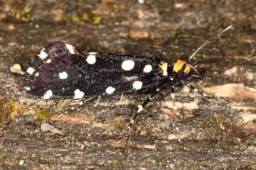 Euplocamus anthracinalis