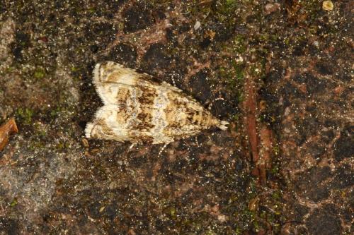 Orthotaenia undulana