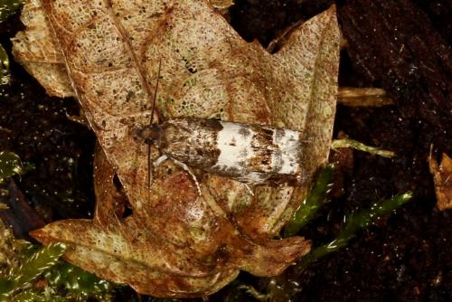 Réf. 119 598 : Notocelia trimaculana