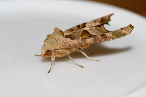 Phlogophora meticulosa