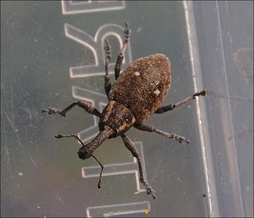 Lepyrus palustris
