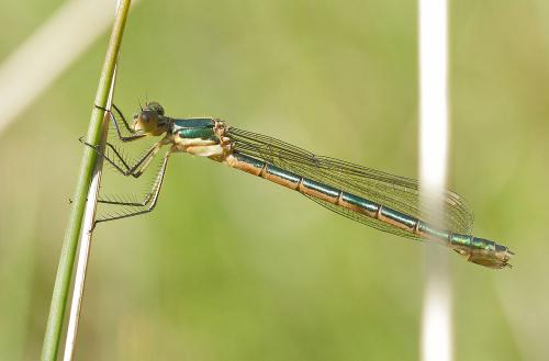 Lestes dryas
