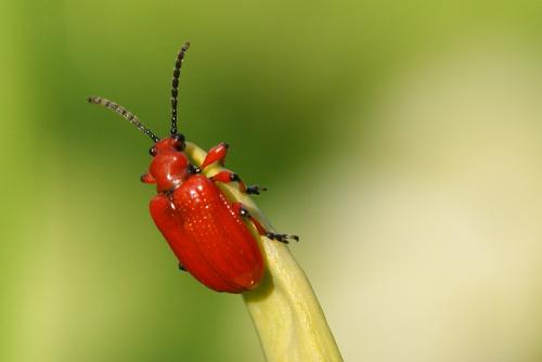 Réf. 119 174 : Lilioceris merdigera