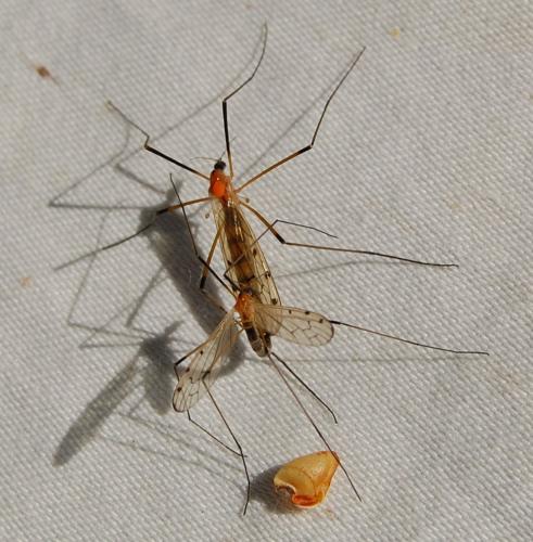 Réf. 119 018 : Limonia nigropunctata