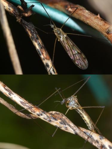 Dactylolabis sexmaculata