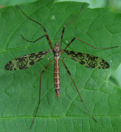 Réf. 119 391 : Epiphragma ocellare