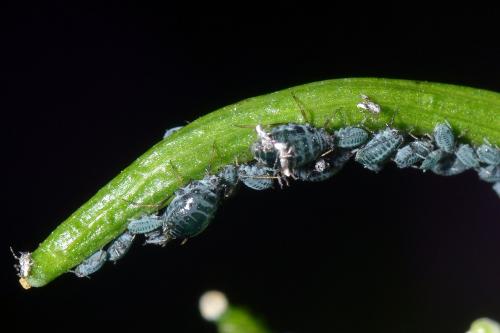 Lipaphis alliariae
