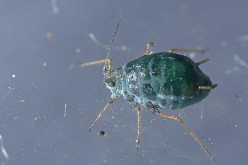 Lipaphis alliariae