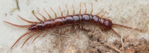 Lithobius forficatus