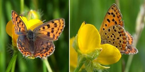 Réf. 119 512 : Lycaena tityrus
