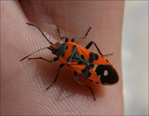 Réf. 119 800 : Lygaeus equestris
