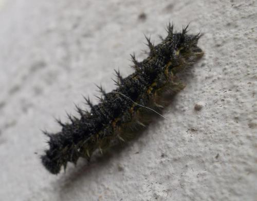 Aglais urticae