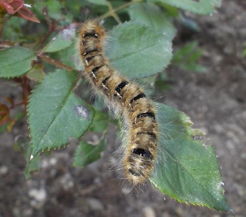 Lasiocampa quercus