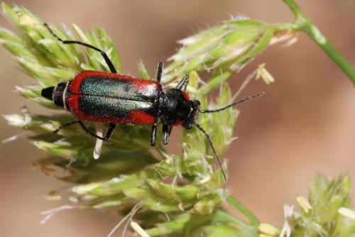Réf. 119 525 : Malachius stolatus