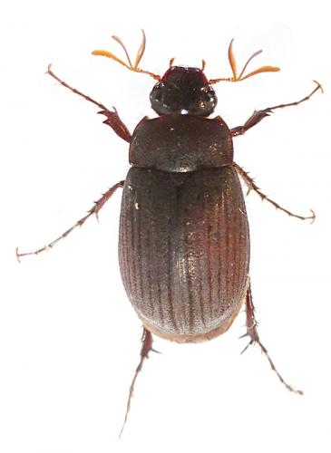 Maladera holosericea