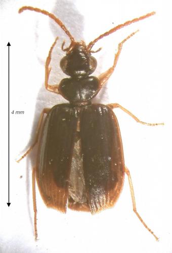 Pentagonica flavipes