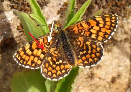 Melitaea deione