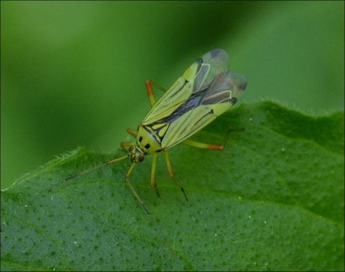 Réf. 119 041 : Mermitelocerus schmidtii