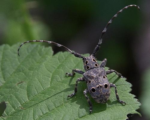 Réf. 119 242 : Mesosa curculionoides
