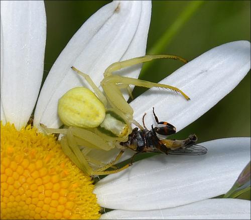 Misumena vatia
