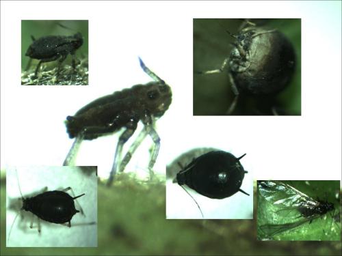 Aphis hederae