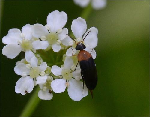 Mordellochroa abdominalis