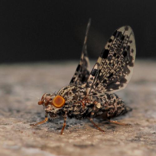 Callopistromyia annulipes