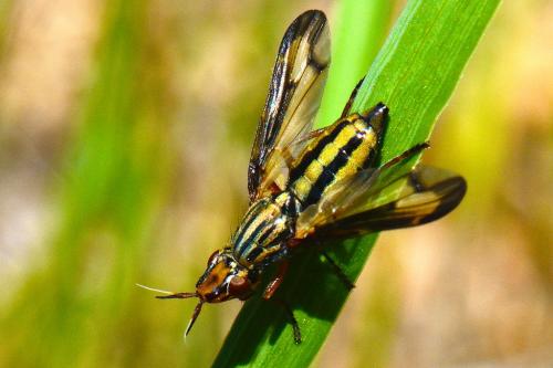 Dorycera grandis