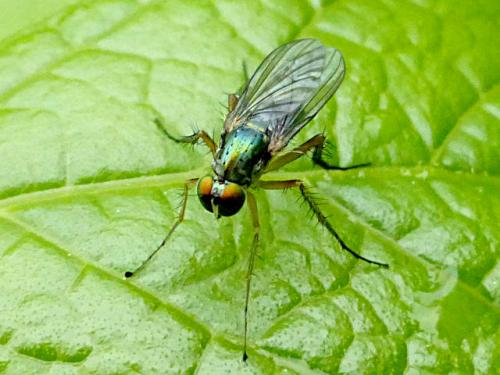 Dolichopus sp.