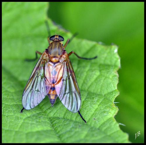 Réf. 119 312 : Rhagio tringarius
