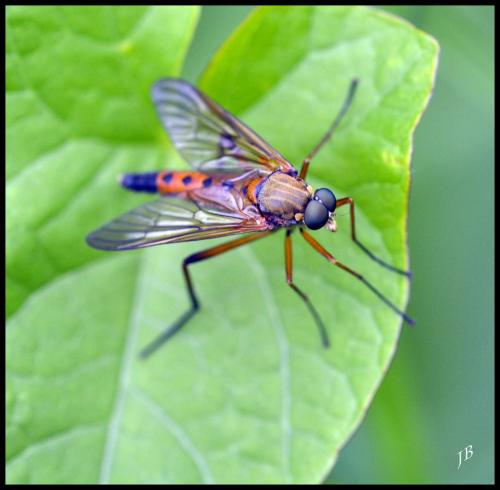 Rhagio annulatus