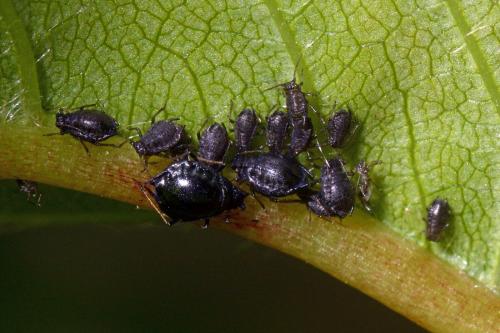Myzus cerasi